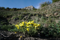 Linum pallasianum
