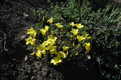 Linum pallasianum