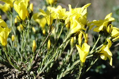 Linum pallasianum