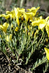 Linum pallasianum