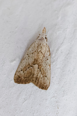 Meganola brunellus