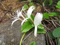 Lonicera japonica