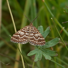 Chrysolarentia heliacaria