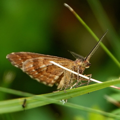 Chrysolarentia heliacaria