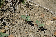 Melilotus neapolitanus