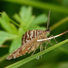 Chrysolarentia heliacaria