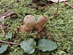 Calostoma japonicum