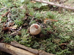 Calostoma japonicum