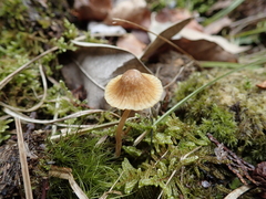 Galerina heterocystis