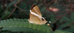 Abisara neophron