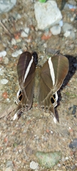 Abisara neophron