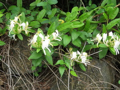 Lonicera japonica