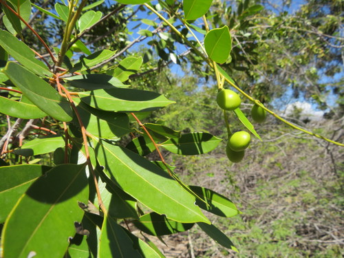Image of Simarouba Berteroana (Simarouba berteroana) by no rights reserved