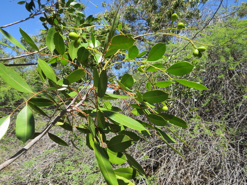 Image of Simarouba Berteroana (Simarouba berteroana) by no rights reserved