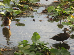 Anas platyrhynchos image