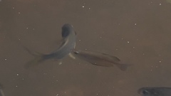 Melanotaenia splendida splendida