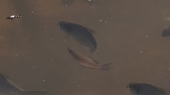 Melanotaenia splendida splendida