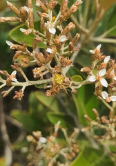 Colaranea verutum