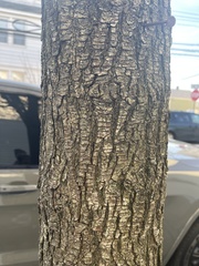 Styphnolobium japonicum