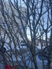 Styphnolobium japonicum