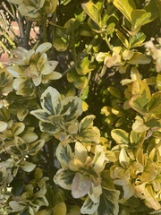 Euonymus japonicus
