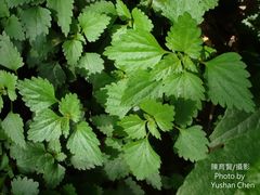 Nanocnide japonica