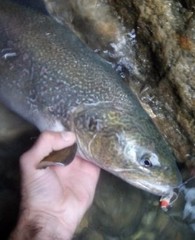 Salmo marmoratus