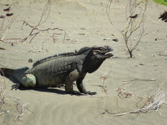 Cyclura cornuta