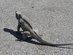 Cyclura cornuta