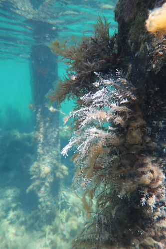 Christmas Tree Hydroid, photo 3 of 10