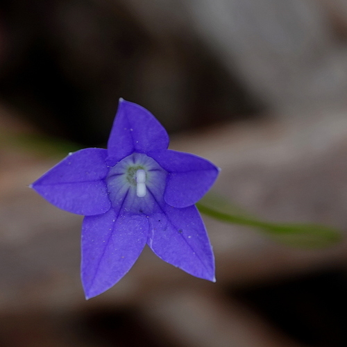 Image of Wahlenbergia gloriosa by (c) Max Campbell, some rights reserved (CC BY)