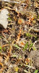 Leptinella maniototo
