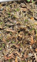 Leptinella maniototo