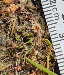 Leptinella maniototo