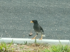 Acridotheres javanicus