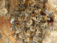 Dictyoptera