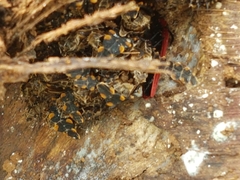 Dictyoptera