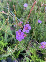 Euryomyrtus ramosissima ramosissima