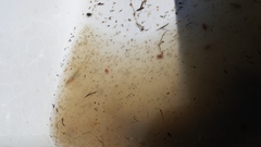 Branchinecta conservatio