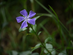 Vinca major