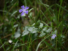 Vinca major