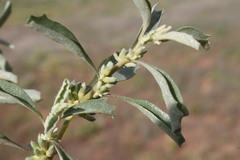 Atriplex leptocarpa