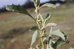 Atriplex leptocarpa