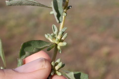 Atriplex leptocarpa