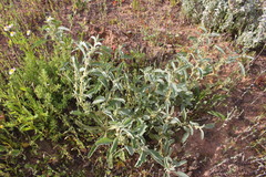 Atriplex leptocarpa