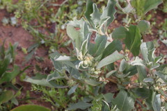 Atriplex muelleri