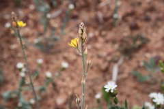 Bulbine alata