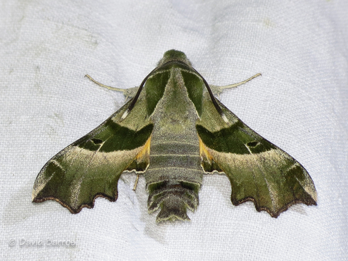 Willowherb Hawkmoth
