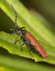 Pseudolycus rufipennis