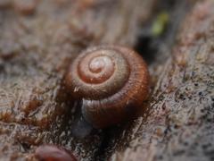 Punctum pygmaeum
